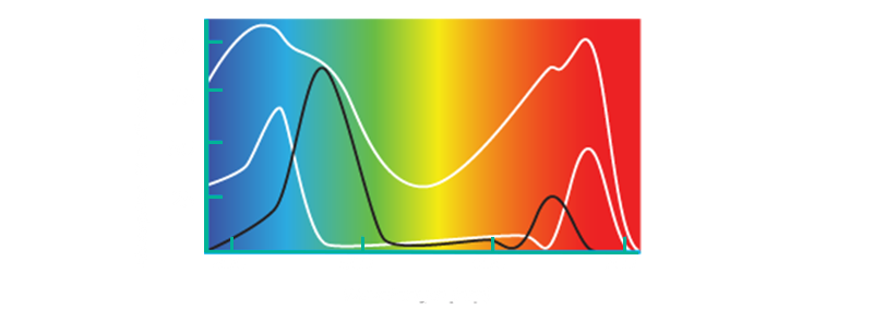 Absorbance curves of Colour pigments and Zooxanethllae