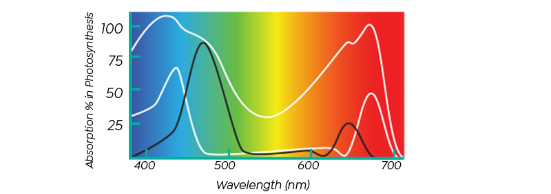 Absorbance curves of Colour pigments and Zooxanethllae