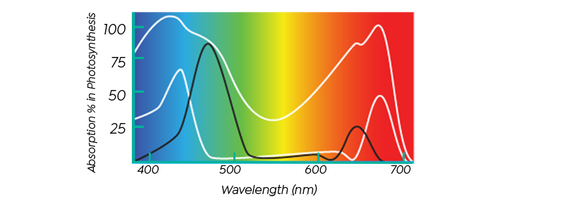 Absorbance curves of Colour pigments and Zooxanethllae